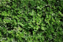 United Arab Emirates - copyright by Reineke Otten