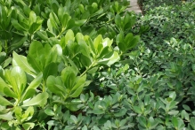 United Arab Emirates - copyright by Reineke Otten