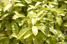 United Arab Emirates - copyright by Reineke Otten