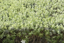 United Arab Emirates - copyright by Reineke Otten