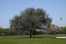 United Arab Emirates - copyright by Reineke Otten