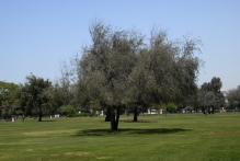 United Arab Emirates - copyright by Reineke Otten