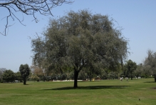 United Arab Emirates - copyright by Reineke Otten